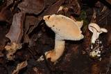 Hydnum zongolicense image