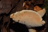 Hydnum zongolicense image