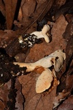 Hydnum zongolicense image