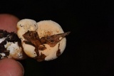 Hydnum zongolicense image