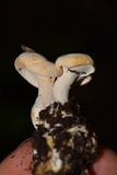Hydnum zongolicense image