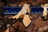 Hydnum zongolicense image