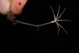 Xylaria tentaculata image