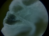 Tetrapyrgos subdendrophora image