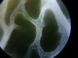 Tetrapyrgos subdendrophora image