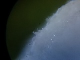 Tetrapyrgos subdendrophora image