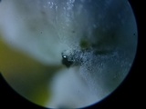 Tetrapyrgos subdendrophora image