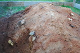 Trichaptum abietinum image