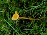 Rickenella fibula image