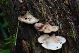 Auriscalpium villipes image