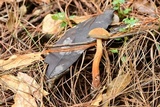 Austroboletus gracilis image