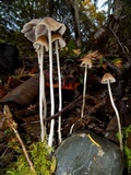 Psathyrella corrugis image