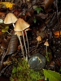 Psathyrella corrugis image