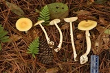 Amanita xylinivolva image
