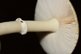 Amanita xylinivolva image