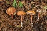 Austroboletus gracilis image