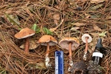 Austroboletus gracilis image