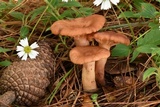 Lactarius vinaceorufescens image