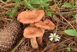 Lactarius vinaceorufescens image
