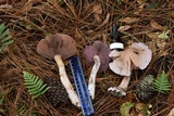 Cortinarius camphoratus image