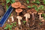 Lactarius vinaceorufescens image