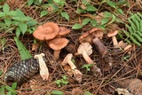 Lactarius vinaceorufescens image