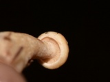 Lactarius vinaceorufescens image