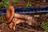 Lactarius vinaceorufescens image
