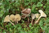 Ampulloclitocybe clavipes image