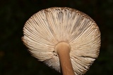 Amanita sect. Vaginatae image