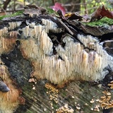 Radulodon copelandii image