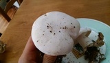 Clitocybe robusta image