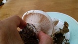 Clitocybe robusta image
