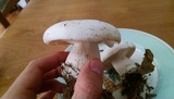 Clitocybe robusta image