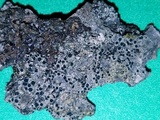 Rinodina capensis image