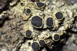Rinodina capensis image
