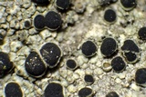 Rinodina capensis image