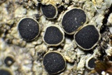 Rinodina capensis image