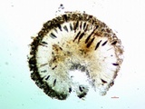 Rinodina capensis image