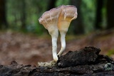 Cymatoderma caperatum image