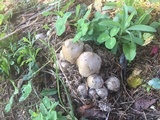 Coprinopsis romagnesiana image