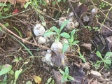 Coprinopsis romagnesiana image