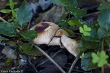 Gymnopus brassicolens var. pallidus image