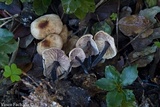 Gymnopus brassicolens var. pallidus image