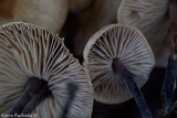 Gymnopus brassicolens var. pallidus image