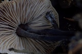 Gymnopus brassicolens var. pallidus image