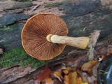 Gymnopilus luteus image