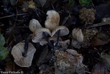 Gymnopus brassicolens var. pallidus image