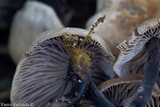 Gymnopus brassicolens var. pallidus image