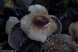 Gymnopus brassicolens var. pallidus image